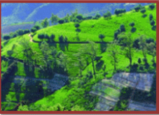 Nuwara Eliya Sri Lanka1